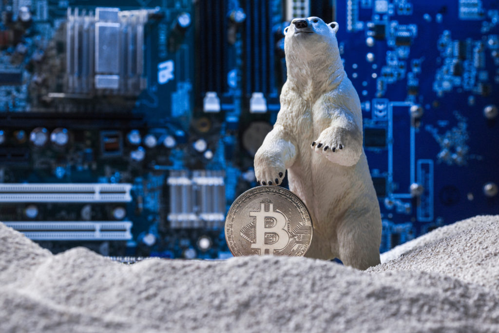 White polar bear standing on snow next to a silver Bitcoin